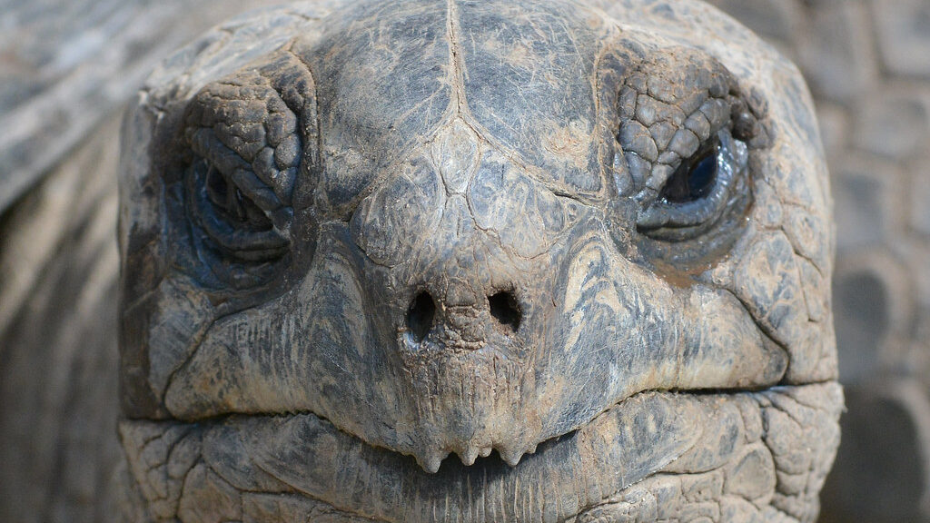 Aldabra Giant Tortoise