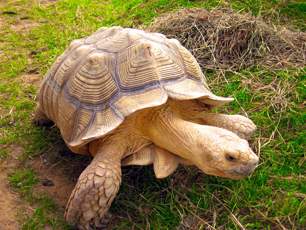 sulcata tortoise