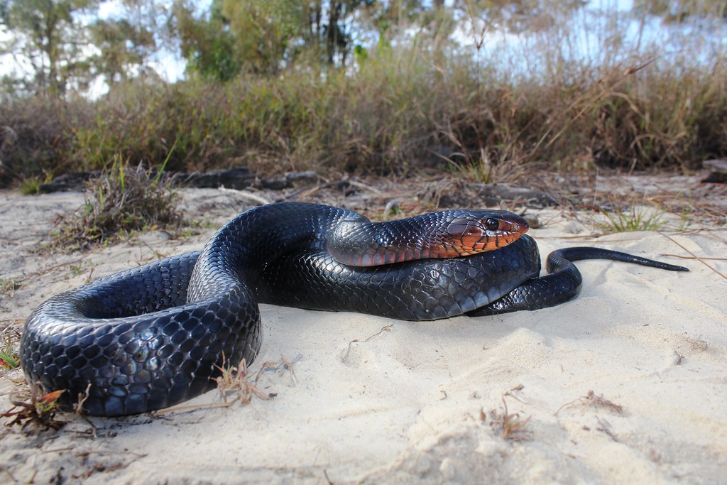 Eastern Indigo Snake: The Gentle Giant