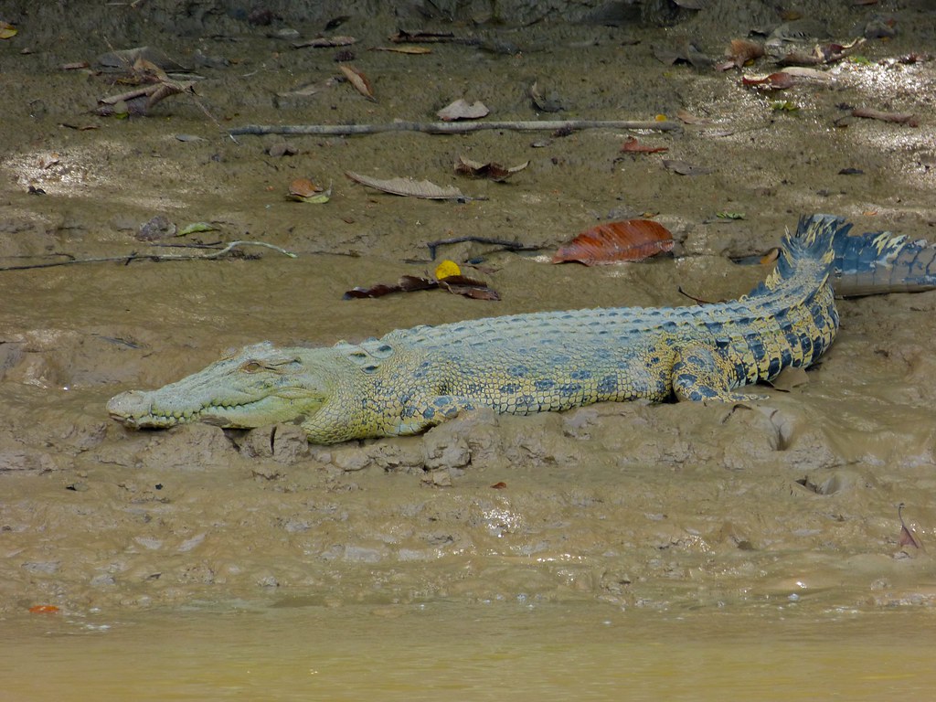 1. Saltwater Crocodile (Crocodylus porosus)