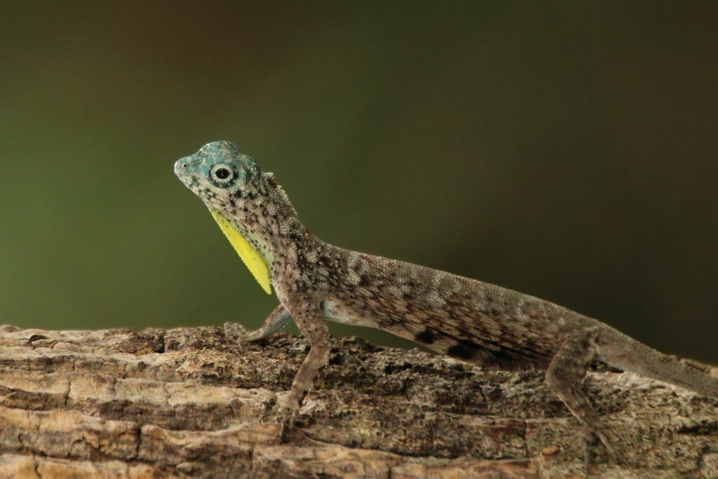 File:Flying lizard (Draco volans) male.jpg