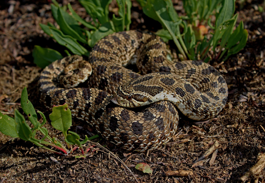 Western Hognose Snake (Heterodon nasicus)