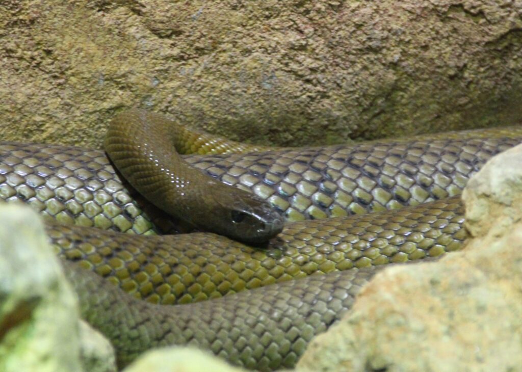 Oxyuranus microlepidotus or Inland taipan