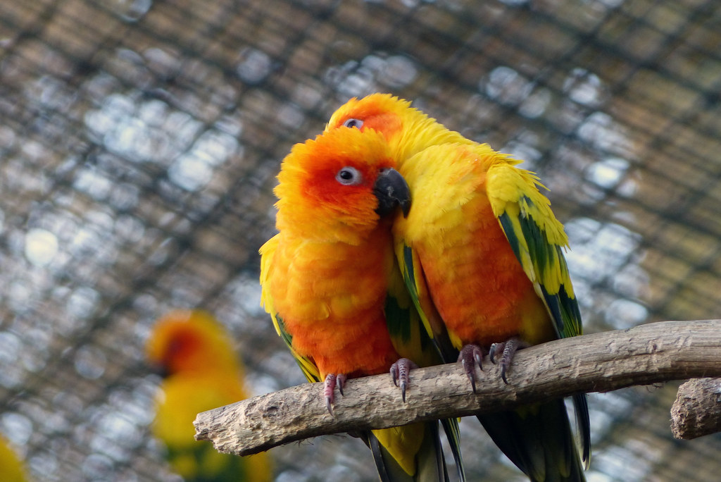 Essential Cage Requirements for Happy Conures