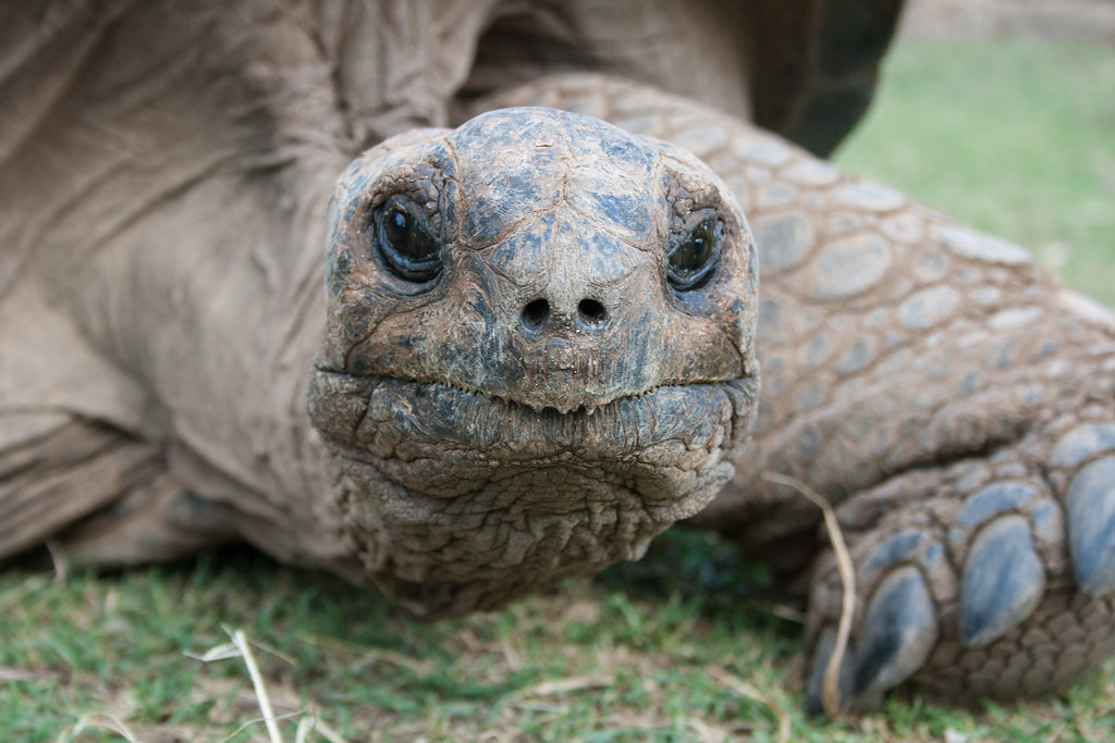 Aldabra Giant Tortoise - Dipsochelys dussumieri, Francois Leguat, Rodrigues, Rodrigues - Dissertation Field Work, Apr 2010