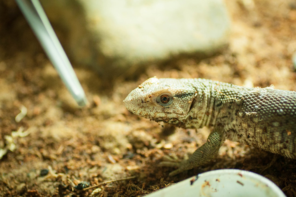 corvo tongs used to feed a lizard