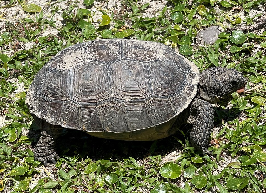 Evolutionary History and Adaptations