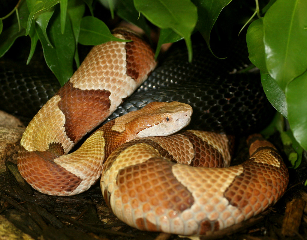 Heat-Sensing Abilities in Pit Vipers