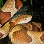 Osage Copperhead