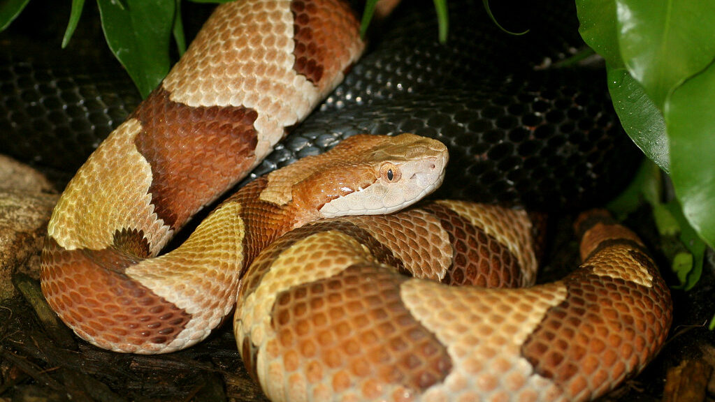 Osage Copperhead