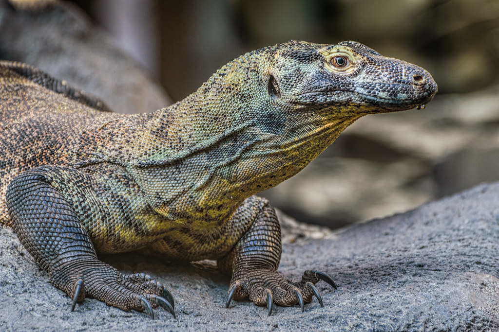 Komodo dragon