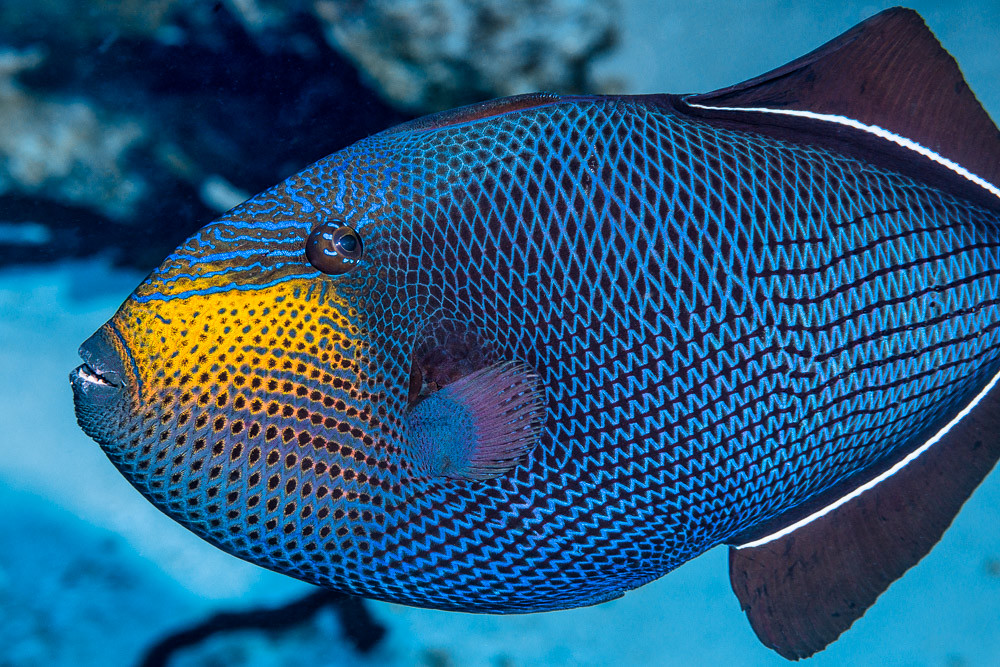 Black triggerfish - Melichthys niger