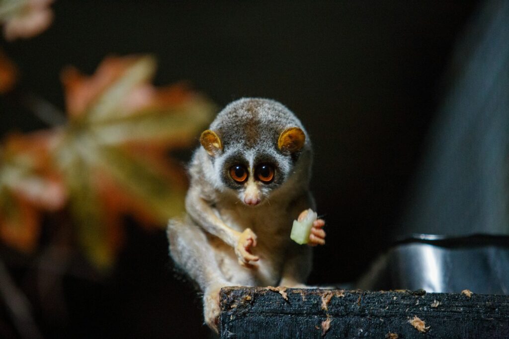 The Conservation Impact of Exotic Pet Demand