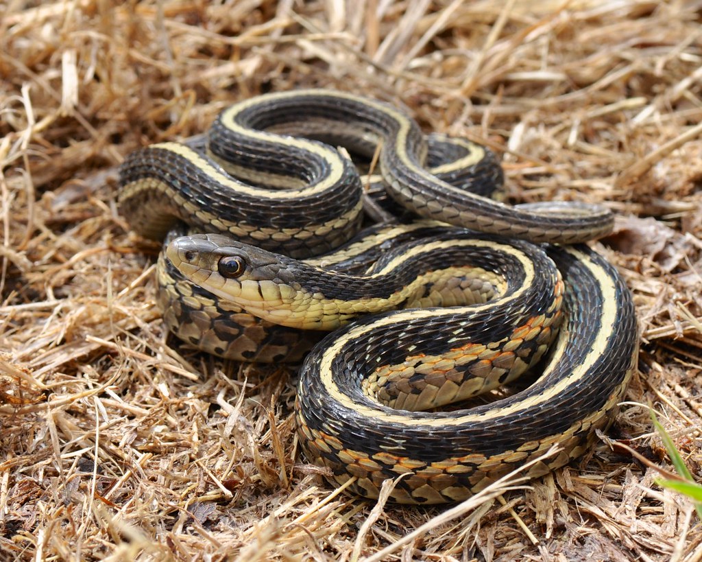 Eastern Garter Snake (Thamnophis sirtalis)