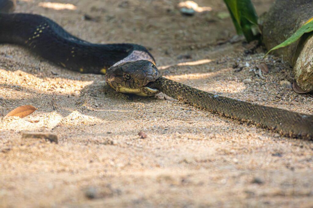 10. King Cobras Can Plan Strategic Attacks