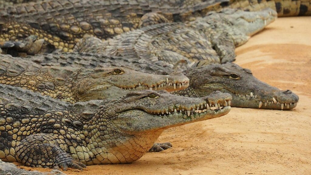 nature, crocodile, nile crocodile, reptile, zoo, animal, crocodile, crocodile, crocodile, crocodile, crocodile, nile crocodile, nile crocodile, nile crocodile