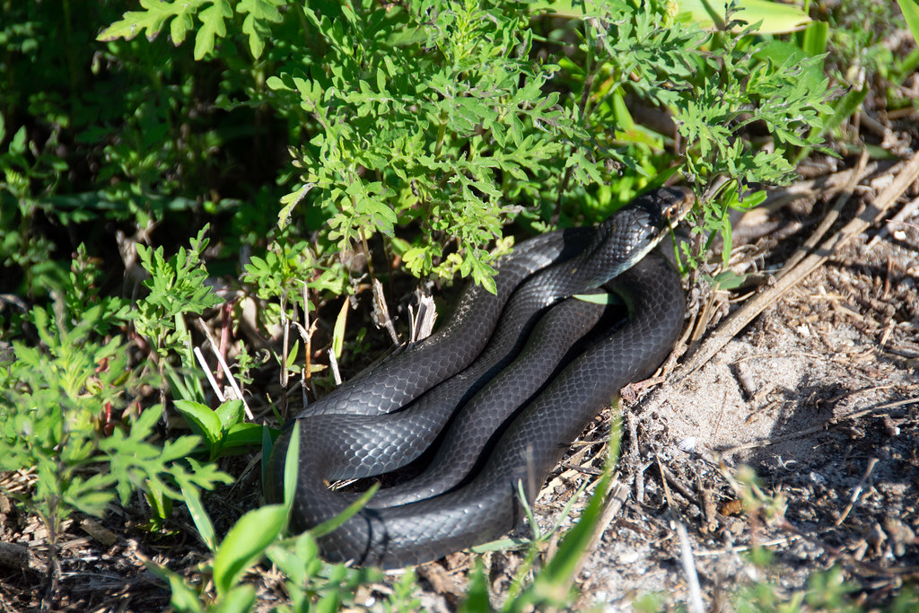 North American Racer (Coluber constrictor)