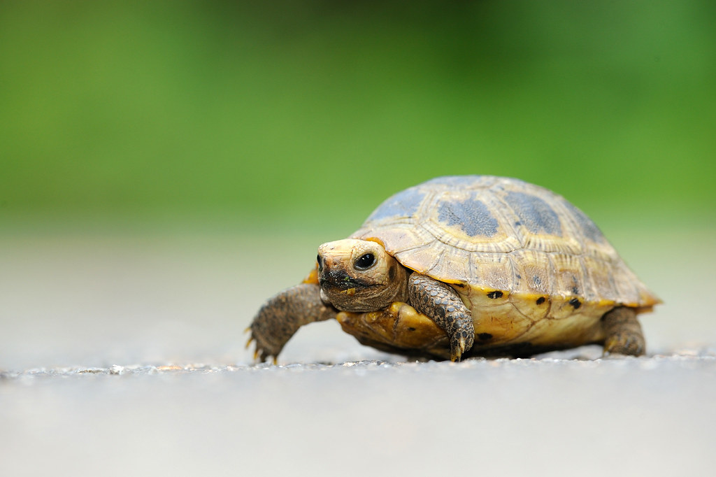 Baby Elongated Tortoise, Indotestudo elongata in Kaeng Krachan national park