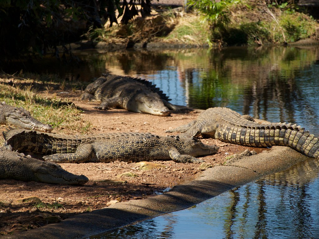 Cooperative Hunting Behaviors