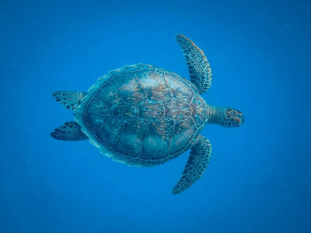 A serene underwater shot of a sea turtle gracefully swimming in a vibrant blue ocean.