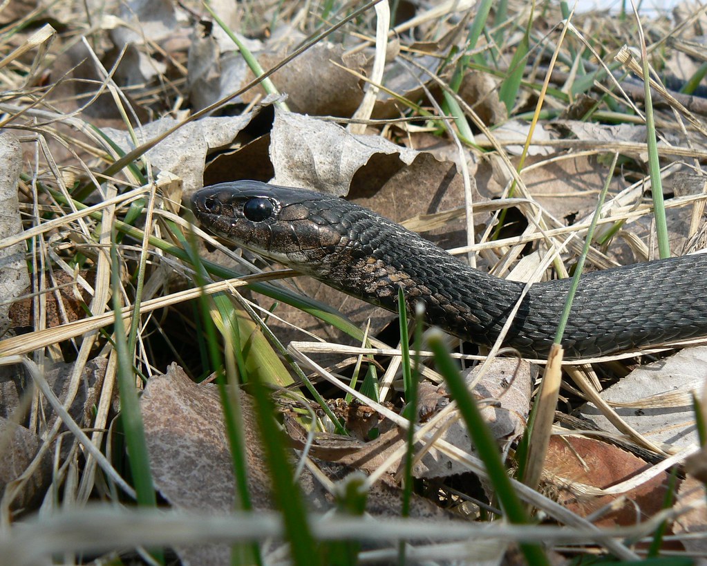 Black Garter Snake headshot