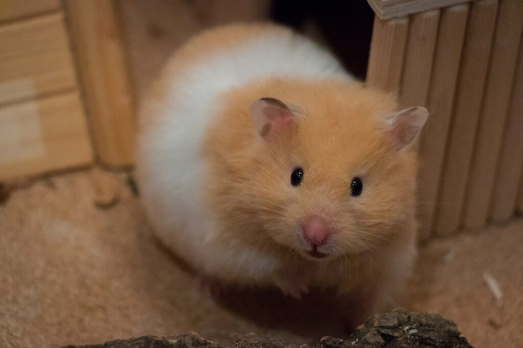 cute, small, golden hamster, medium-hamster, curiosity, rodent, mammal, golden hamster, golden hamster, golden hamster, golden hamster, golden hamster