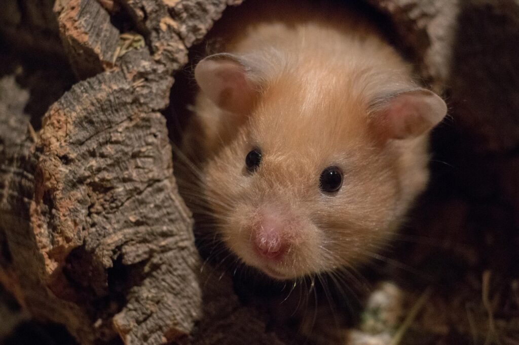 cute, mammal, nature, small, rodent, curious, hamster, medium-hamster, golden hamster, domestic animal, hamster, hamster, hamster, hamster, hamster