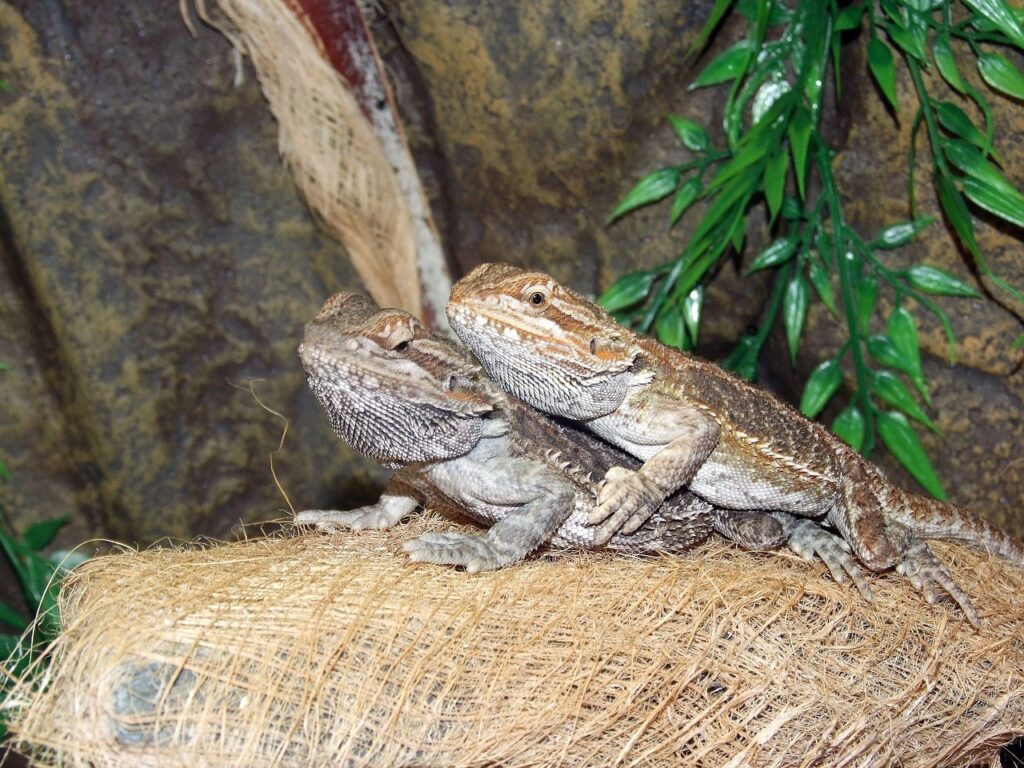 agama bradatá, lizard, nature, terrarium, agama, dragon, beach, pogona, bearded dragon