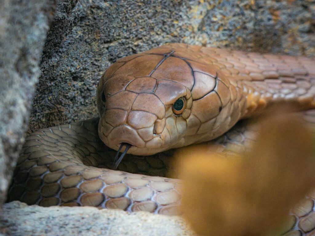 11. They Can Survive Without Food for Months