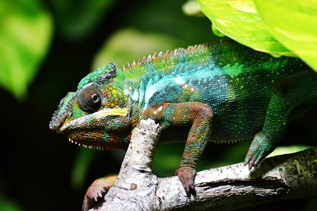 chameleon, reptile, animal, chamaeleonidae, wildlife, fauna, wilderness, nature, close up, animal world, wildlife photography, chameleon, chameleon, chameleon, chameleon, chameleon