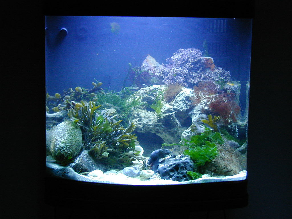 nano aquarium 