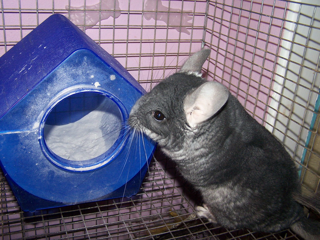 The Physical Benefits of Regular Dust Baths