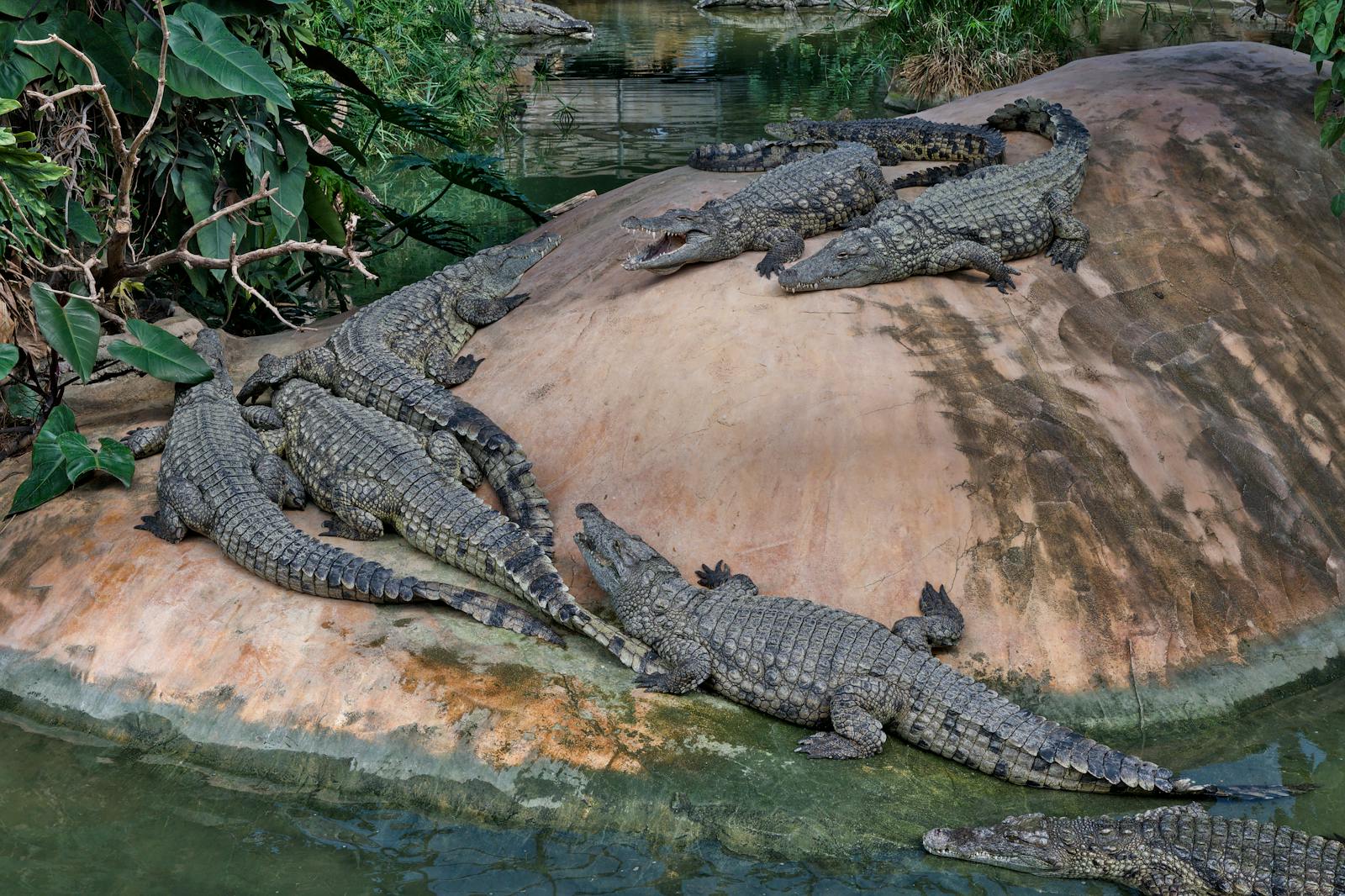 Nile crocodiles basking on a rock surrounded by lush vegetation near a riverbank.