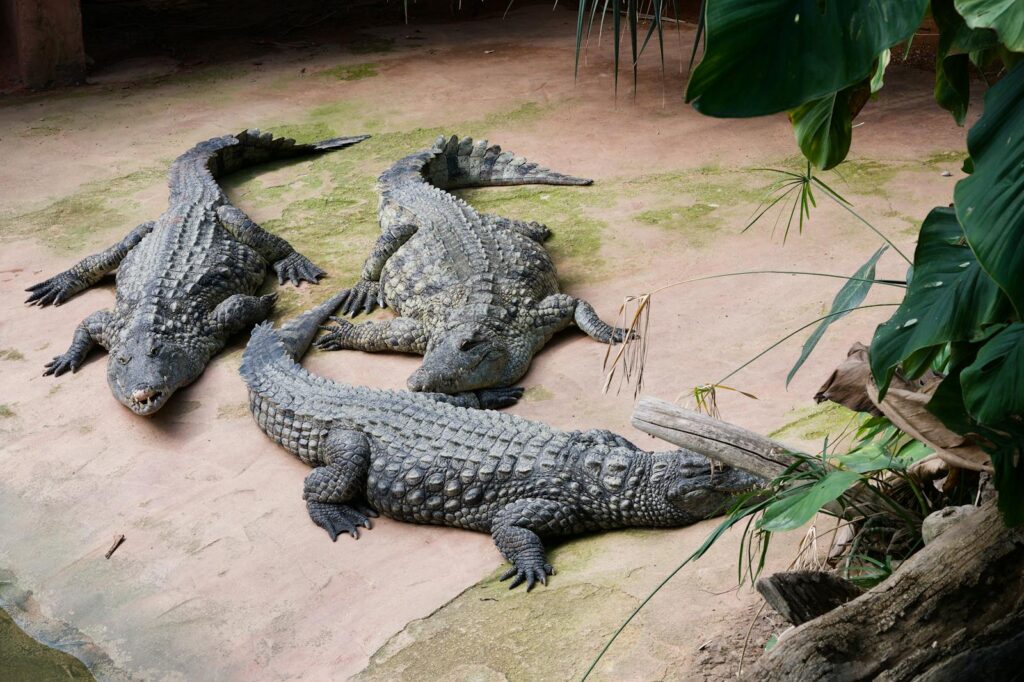 Three crocodiles lounging in natural outdoor habitat with lush plants.