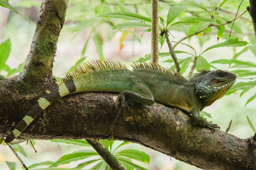 Chinese Water Dragons
