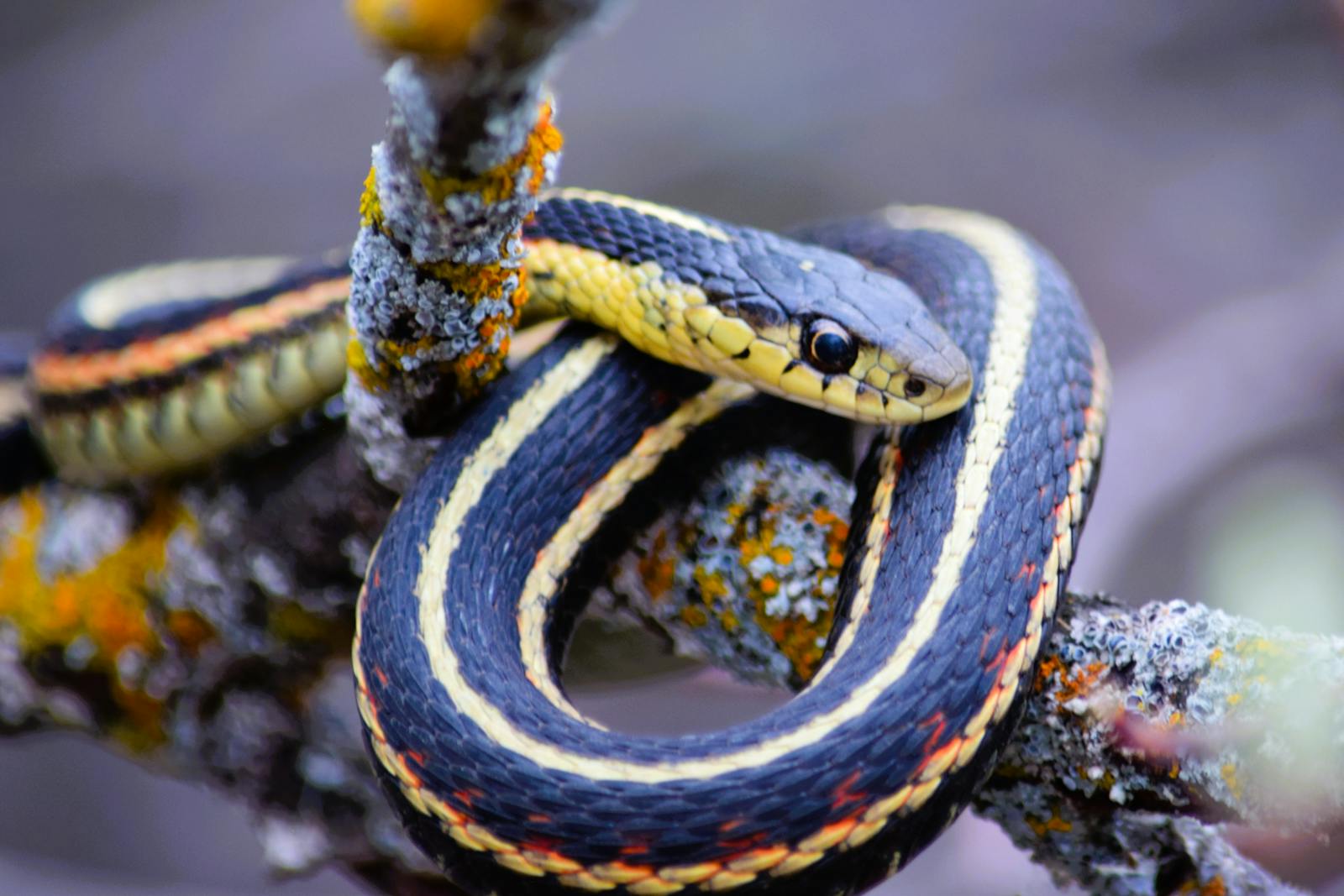 garter snake