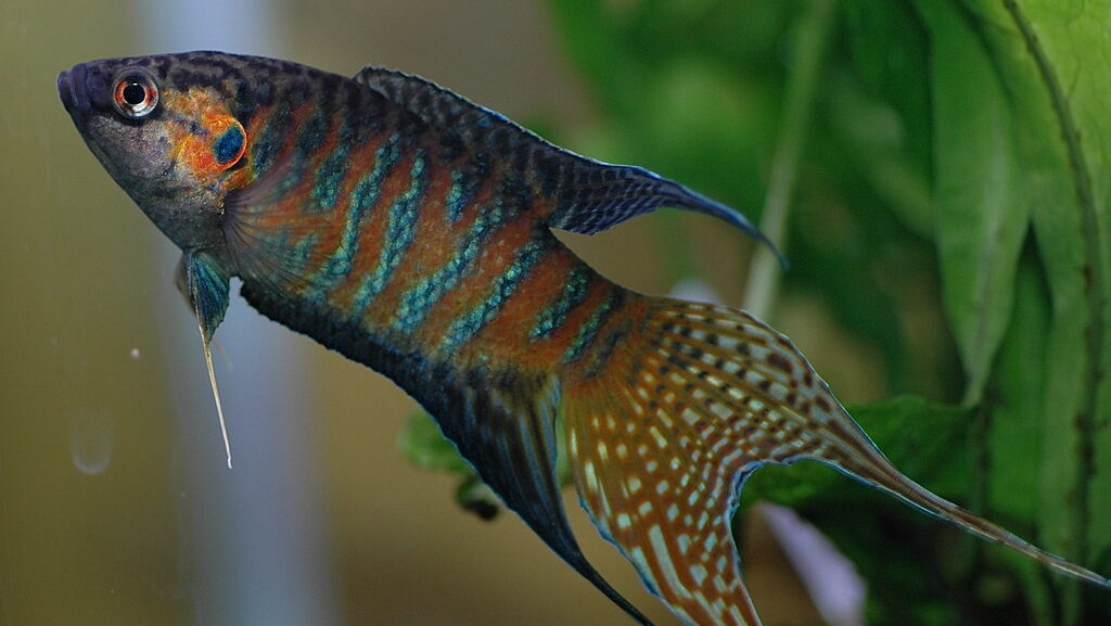 Paradise fish male