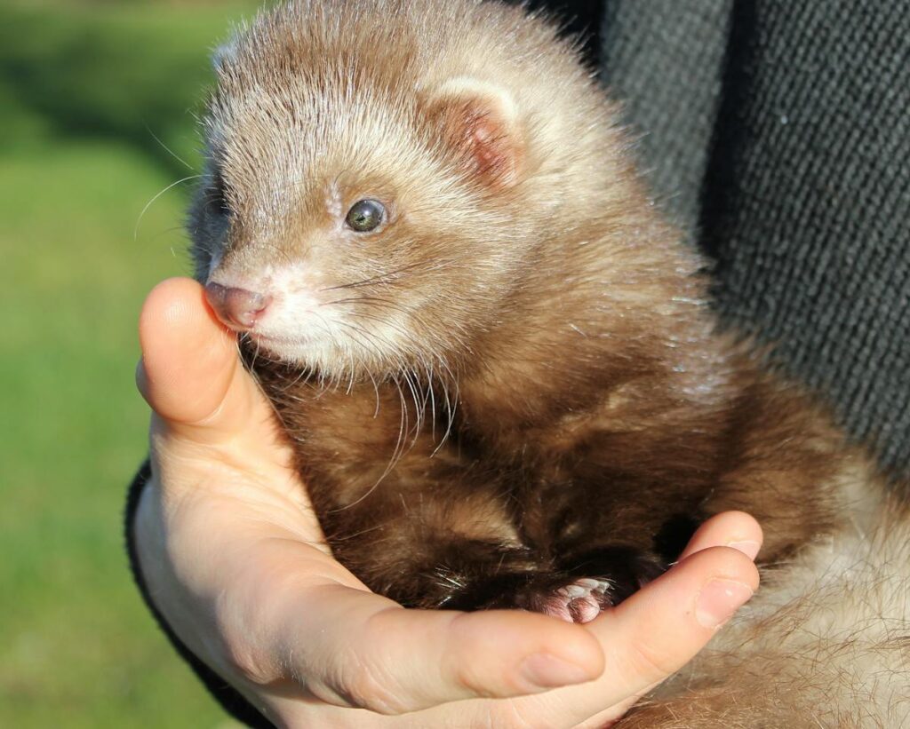 ferret