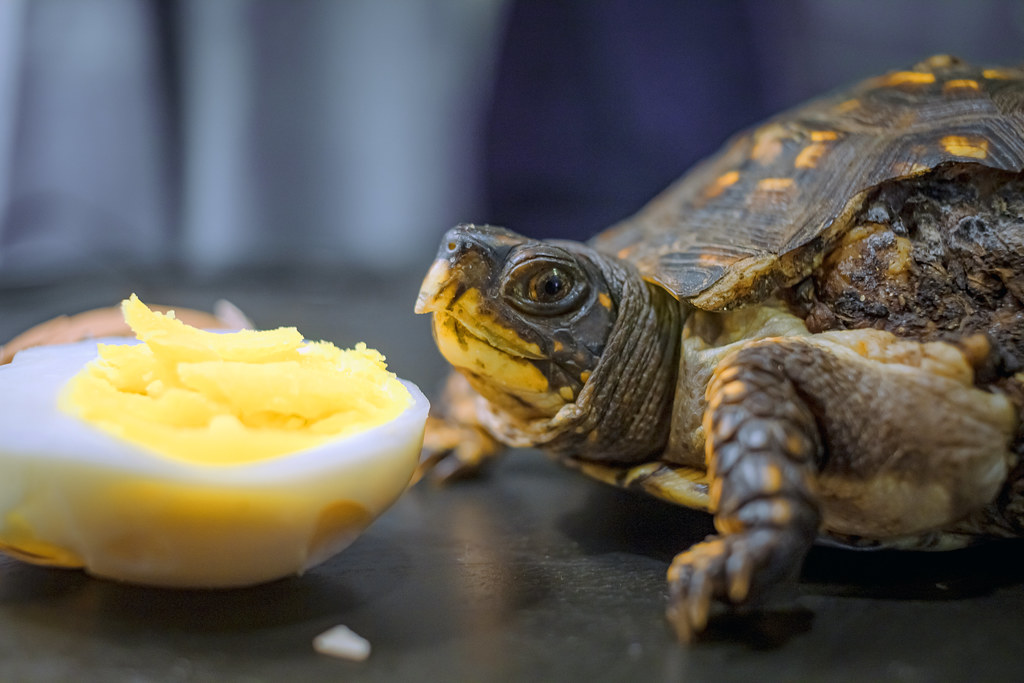 Inappropriate Diet Choices