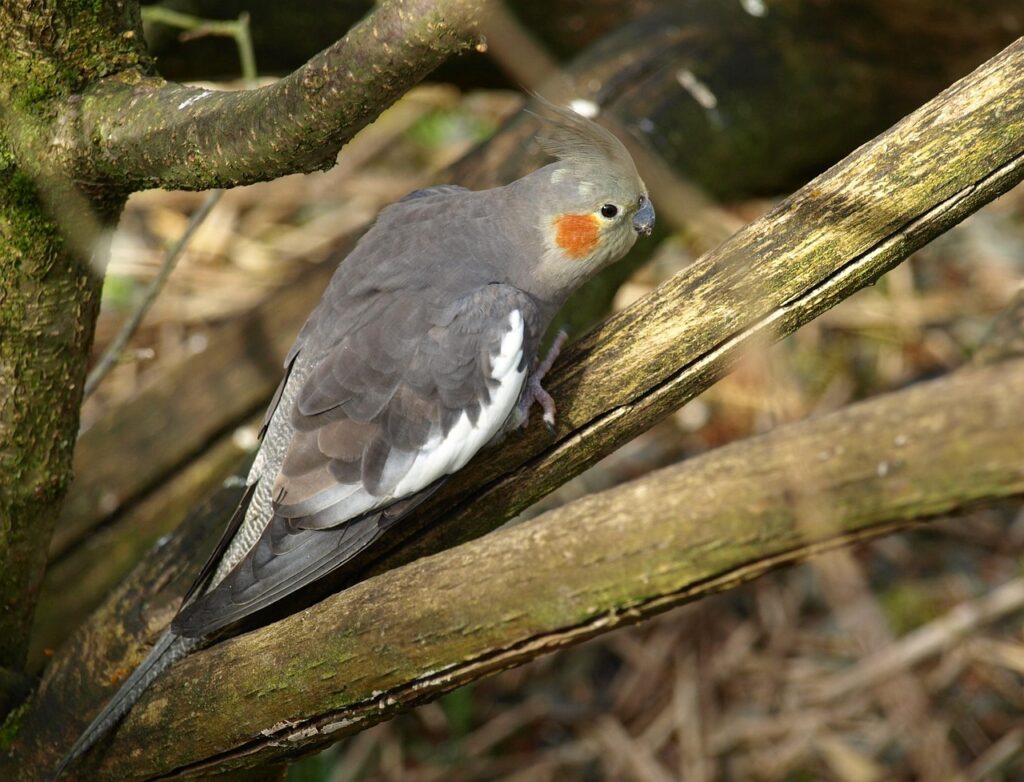 Choosing Your First Cockatiel