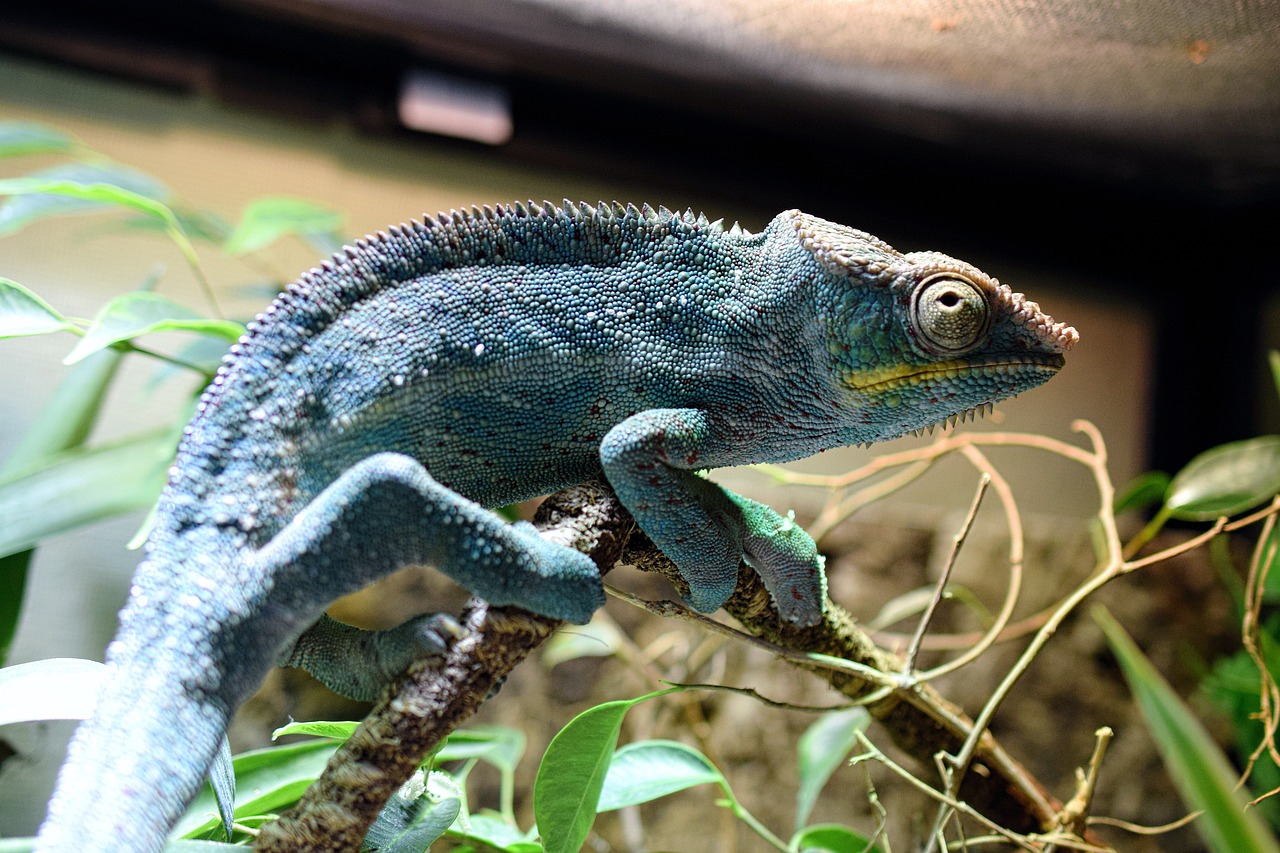 chameleon, panther chameleon, dandruff, schuppenkriechtier, terraristik, scaly creeper panther chameleon, chameleon, chameleon, chameleon, chameleon, chameleon, panther chameleon, terraristik