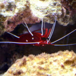 Lysmata debelius Vivarium Tournai 27122015