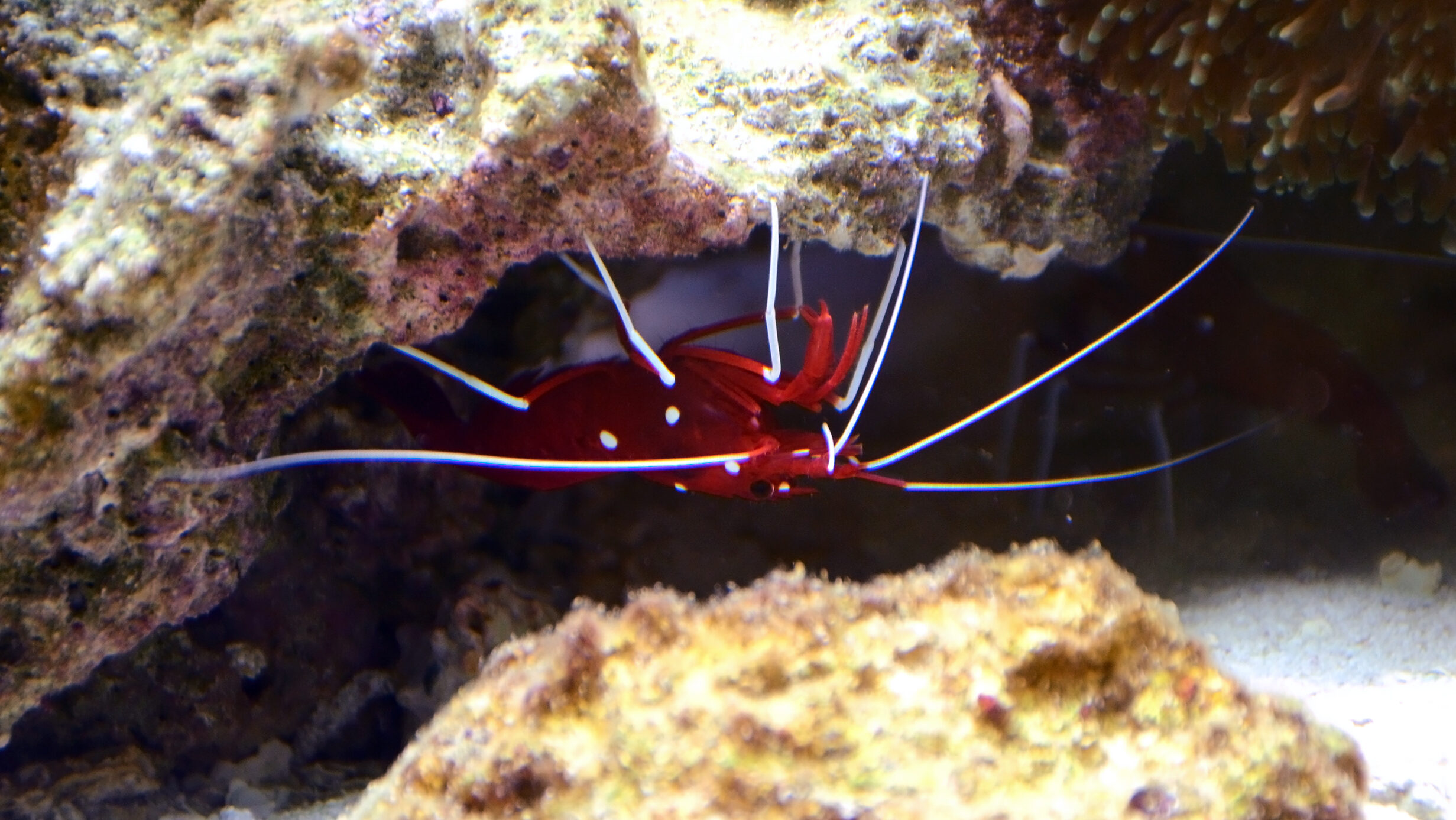 Lysmata debelius Vivarium Tournai 27122015