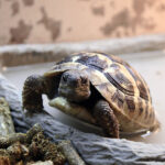tortoise getting out the bath