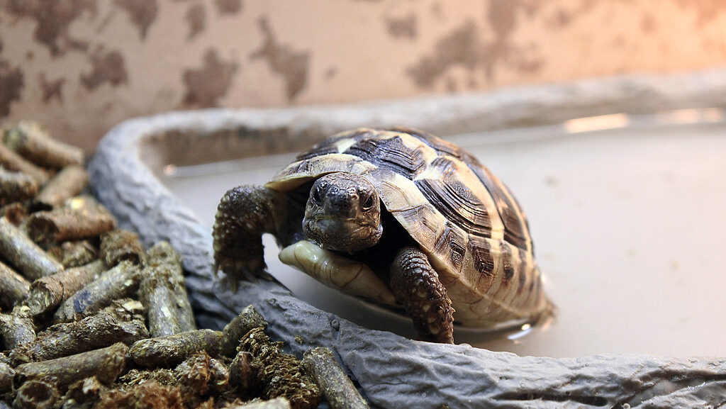 tortoise getting out the bath