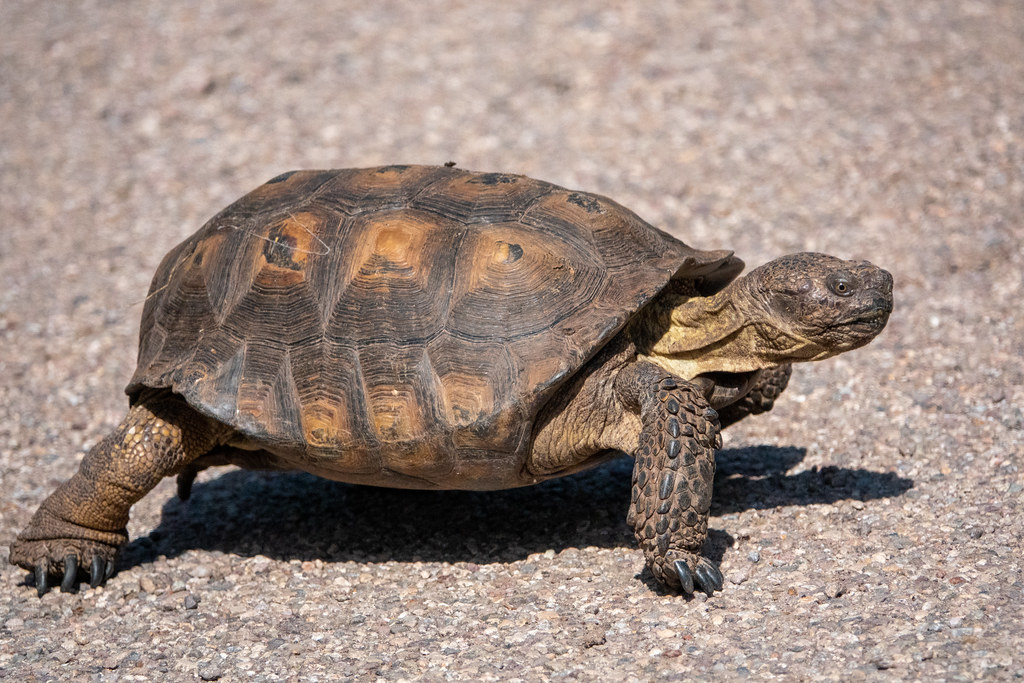 Sonoran Desert Tortoise: A Distinct Desert Dweller