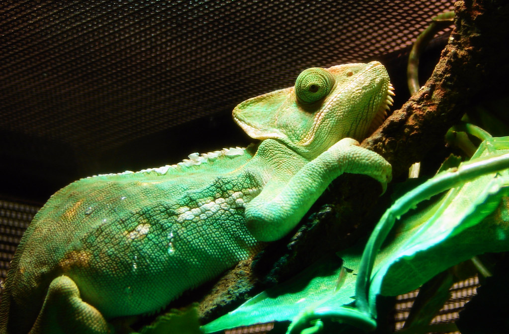 chameleon