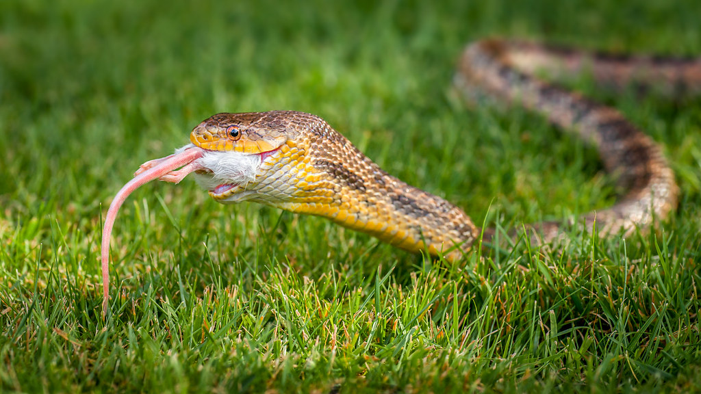 snake eating a mouse