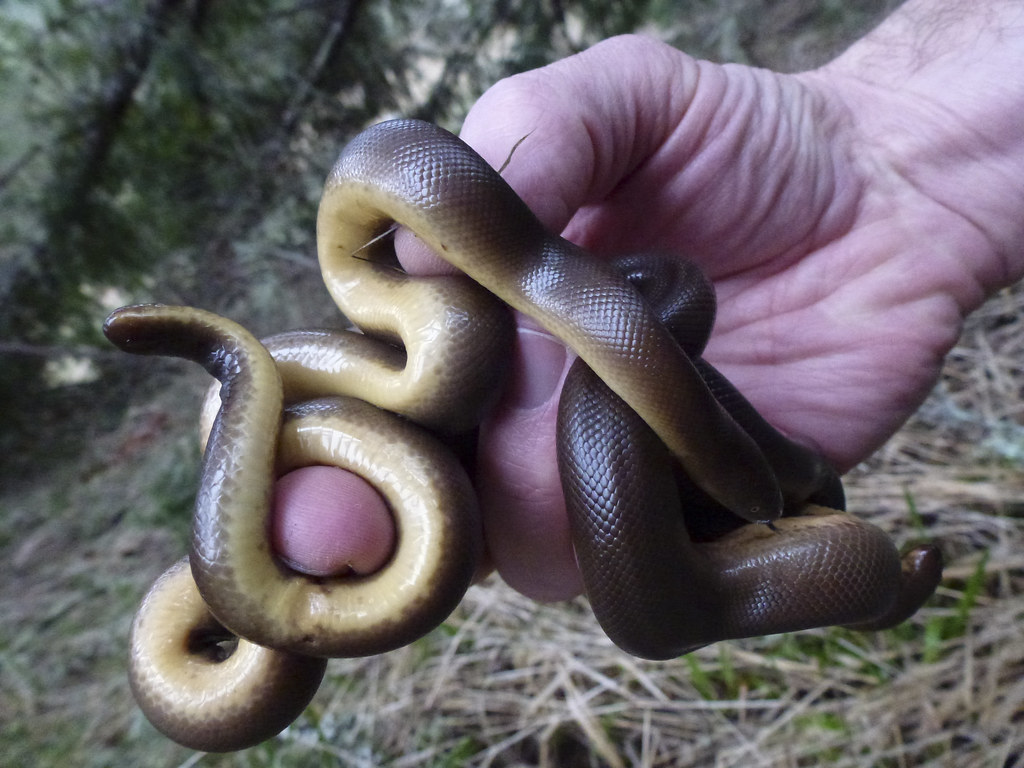 Rubber Boa