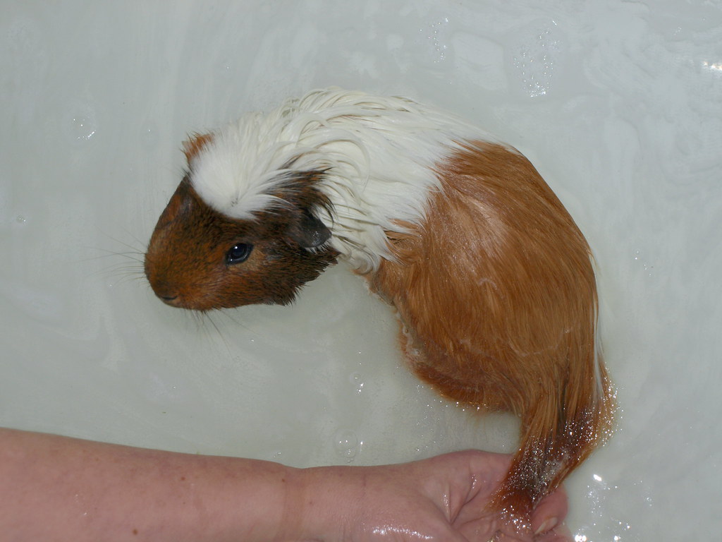 Bathing Long-Haired Guinea Pigs